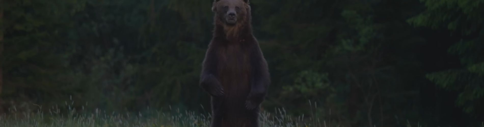 Dokumentární formáty pro Voyo + Lebo medveď